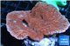 Montipora red pink 4-6 cm WYSIWYG acclimaté