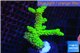 Acropora full neon green 4-6 cm WYSIWYG acclimaté