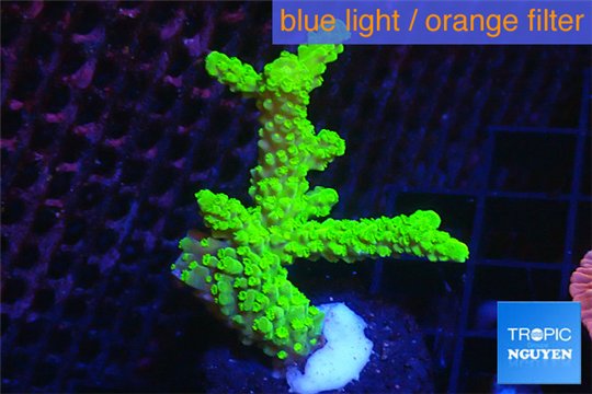 Acropora full neon green 4-6 cm WYSIWYG acclimaté