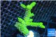 Acropora full neon green 4-6 cm WYSIWYG acclimaté