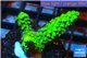 Acropora full neon green 4-6 cm WYSIWYG acclimaté