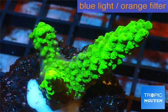 Acropora full neon green 4-6 cm WYSIWYG acclimaté