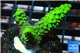 Acropora full neon green 4-6 cm WYSIWYG acclimaté