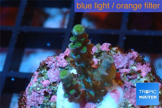 Acropora green Indonesia 2-3 cm WYSIWYG acclimaté