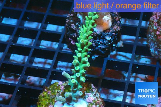 Acropora green golden Indonesia 3-4 cm WYSIWYG acclimaté
