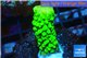 Acropora full neon green 1-3 cm WYSIWYG acclimaté