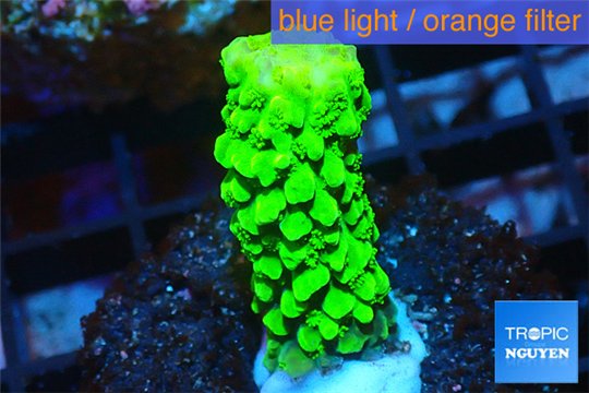 Acropora full neon green 1-3 cm WYSIWYG acclimaté