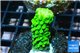 Acropora full neon green 1-3 cm WYSIWYG acclimaté