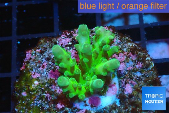Acropora green purple yellow polyps Fijii 2-3 cm WYSIWYG acclimaté