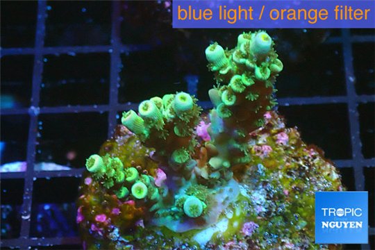 Acropora green Indonesia 2-4 cm WYSIWYG acclimaté