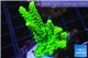 Acropora full neon green 4-6 cm WYSIWYG acclimaté