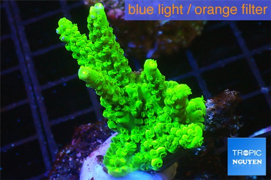 Acropora full neon green 4-6 cm WYSIWYG acclimaté