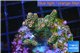 Acropora pink & green Indonesia 2-4 cm WYSIWYG acclimaté