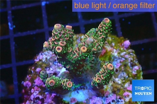 Acropora pink & green Indonesia 2-4 cm WYSIWYG acclimaté
