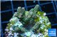 Acropora pink & green Indonesia 2-4 cm WYSIWYG acclimaté