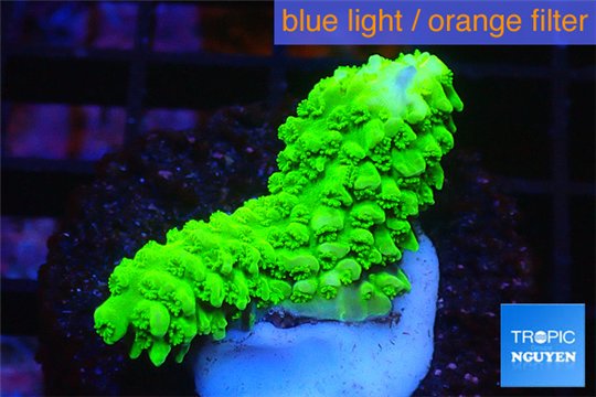 Acropora full neon green 2-3 cm WYSIWYG acclimaté