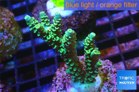 Acropora green Indonesia 2-4 cm WYSIWYG acclimaté