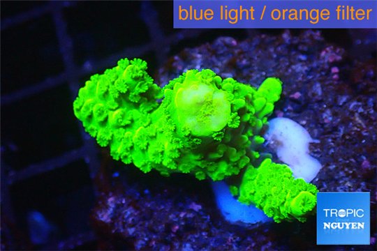 Acropora full neon green 2-4 cm WYSIWYG acclimaté