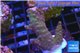 Acropora purple pink 3-4 cm WYSIWYG acclimaté