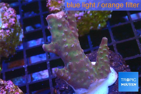 Acropora purple pink 3-4 cm WYSIWYG acclimaté