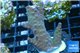 Acropora purple pink 3-4 cm WYSIWYG acclimaté