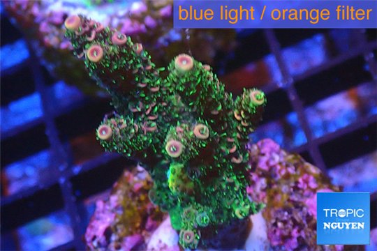 Acropora pink & green Indonesia 3-4 cm WYSIWYG acclimaté