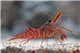 Rhynchocinetes durbanensis - L