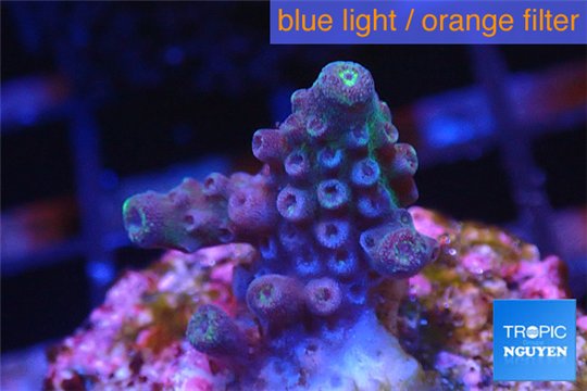 Acropora humilis full purple Fijii 1-2 cm WYSIWYG acclimaté