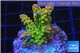 Acropora golden purple Indonesia 3-4 cm WYSIWYG acclimaté