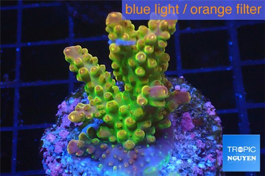 Acropora golden purple Indonesia 3-4 cm WYSIWYG acclimaté