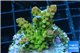 Acropora golden purple Indonesia 3-4 cm WYSIWYG acclimaté