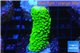 Acropora full neon green 3-4 cm WYSIWYG acclimaté