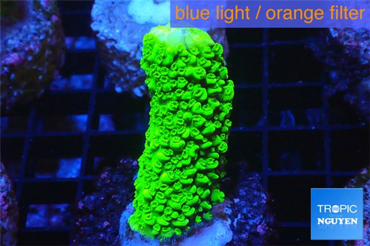 Acropora full neon green 3-4 cm WYSIWYG acclimaté