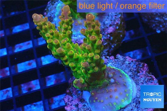 Acropora golden purple Indonesia 3-4 cm WYSIWYG acclimaté