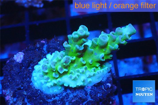 Acropora green purple 2-3 cm WYSIWYG acclimaté