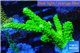 Acropora full neon green 4-6 cm WYSIWYG acclimaté
