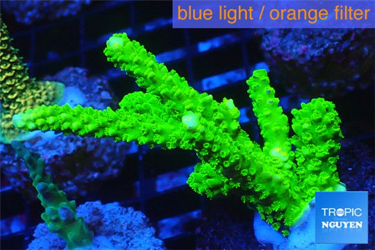 Acropora full neon green 4-6 cm WYSIWYG acclimaté