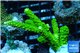 Acropora full neon green 4-6 cm WYSIWYG acclimaté