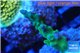 Acropora green purple tip 2-3 cm WYSIWYG acclimaté