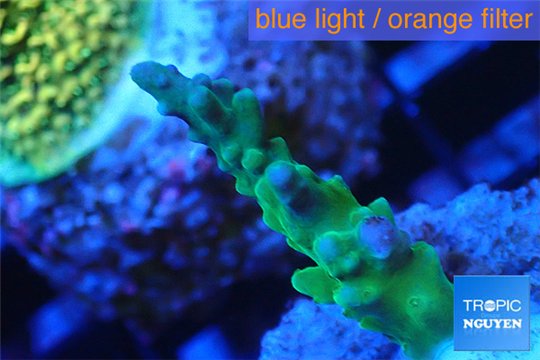 Acropora green purple tip 2-3 cm WYSIWYG acclimaté