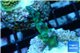 Acropora green purple tip 2-3 cm WYSIWYG acclimaté