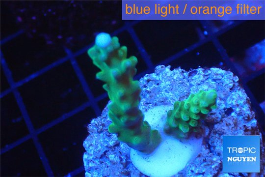 Acropora green purple tip 2-3 cm WYSIWYG acclimaté