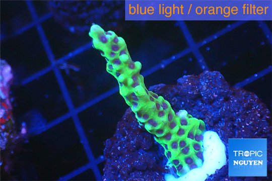 Montipora green & purple polyps 2-3 cm WYSIWYG acclimaté