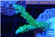 Acropora green purple tip 2-4 cm WYSIWYG acclimaté
