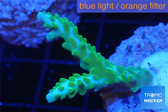 Acropora green purple tip 2-4 cm WYSIWYG acclimaté