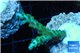 Acropora green purple tip 2-4 cm WYSIWYG acclimaté
