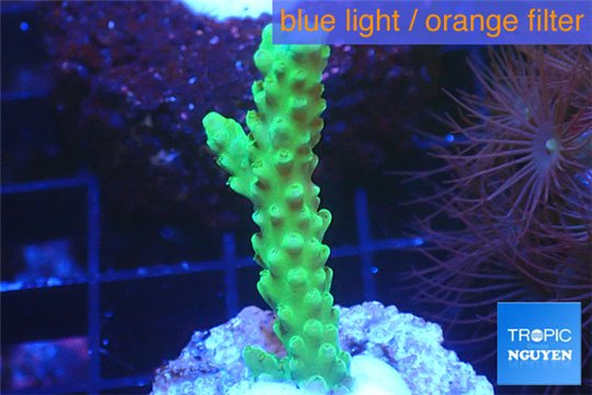 Acropora green purple tip 2-4 cm WYSIWYG acclimaté