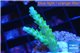 Acropora green purple tip 2-4 cm WYSIWYG acclimaté