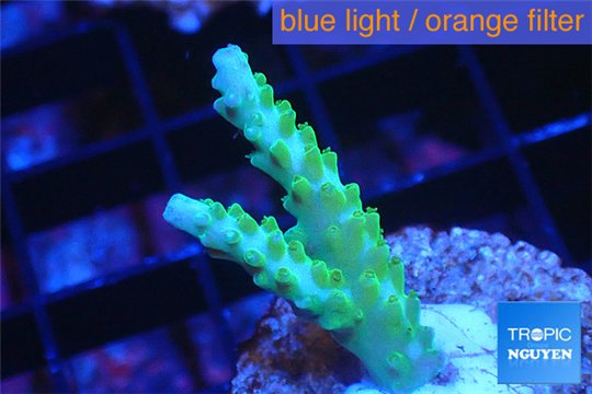 Acropora green purple tip 2-4 cm WYSIWYG acclimaté