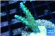 Acropora green purple tip 2-4 cm WYSIWYG acclimaté